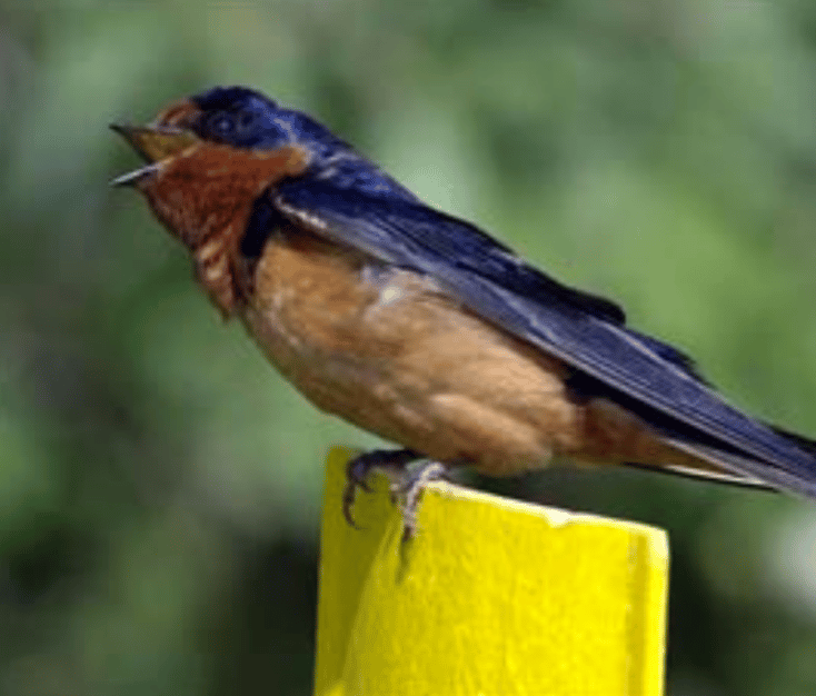 Barn Swallows Will Find New Homes At Hart Farmstead